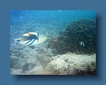 Helengeli 176